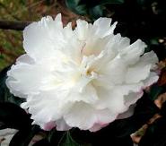 October Magic® Snow™ Camellia, Camellia sasanqua 'Green 94-010'